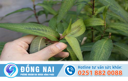 Các phương pháp phá thai tự nhiên tại nhà