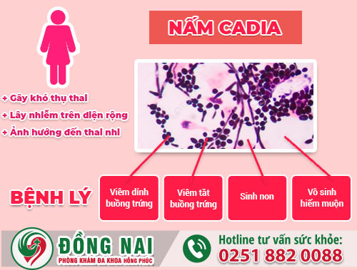 Nấm Candida gây ra nhiều biến chứng cần được điều trị sớm