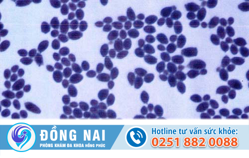 Nấm Candida là gì? Thủ phạm gây viêm nhiễm vùng kín