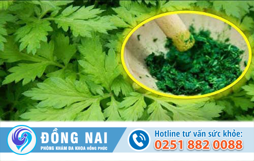 Phá thai tự nhiên bằng lá ngải cứu