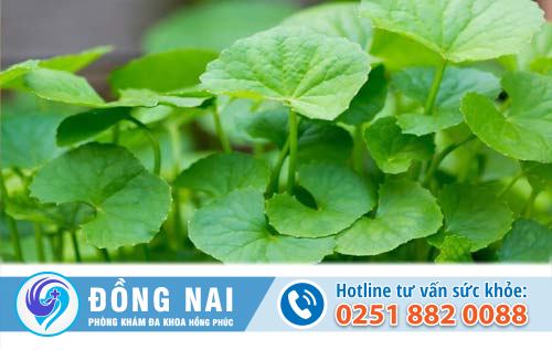Thực hư phá thai bằng rau má?