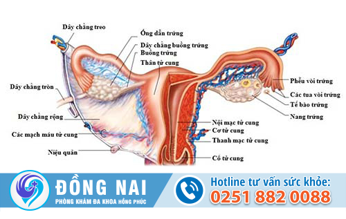 Triệu chứng viêm phần phụ là như thế nào