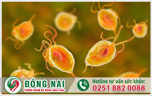 Hình ảnh trùng roi trichomonas